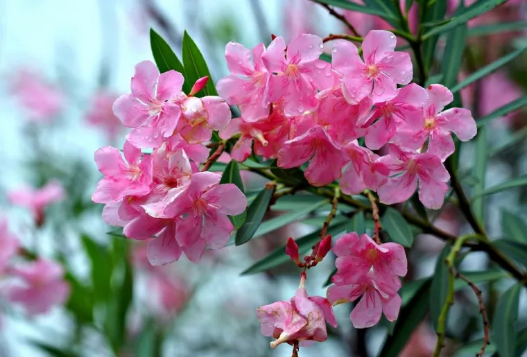 Comment planter une haie de laurier rose ?, Ferrals-les-Montagnes, Lenne Paysagiste